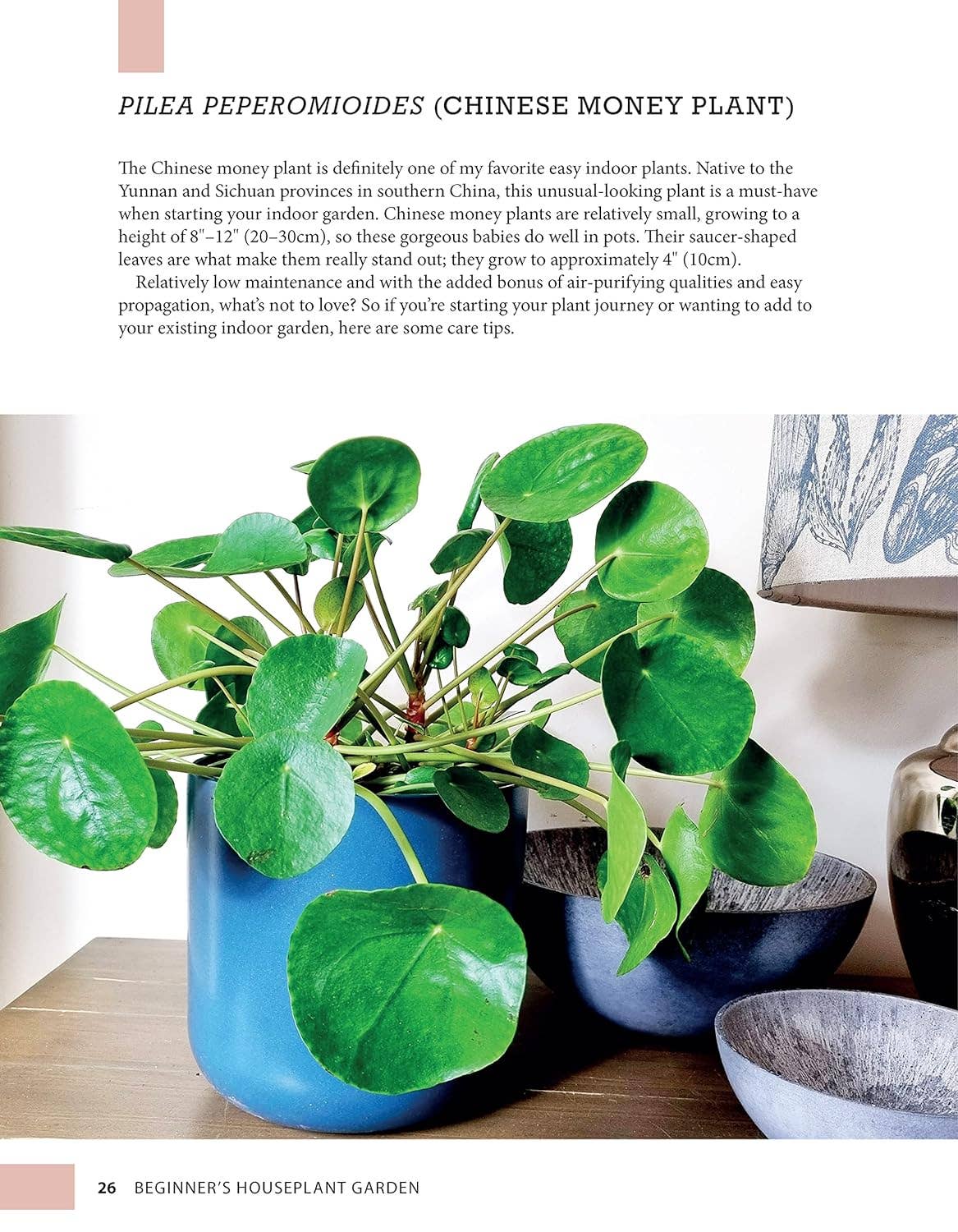 Beginner's Houseplant Garden - Top 40 Choices for Success