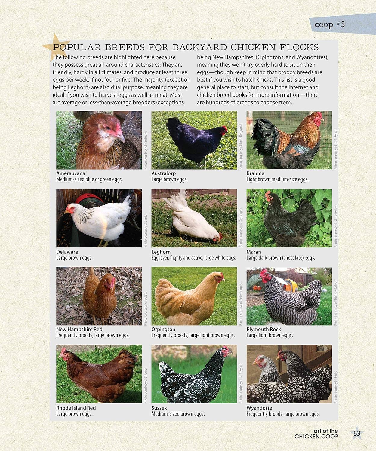 Art of the Chicken Coop -An Essential Guide to Housing Peeps