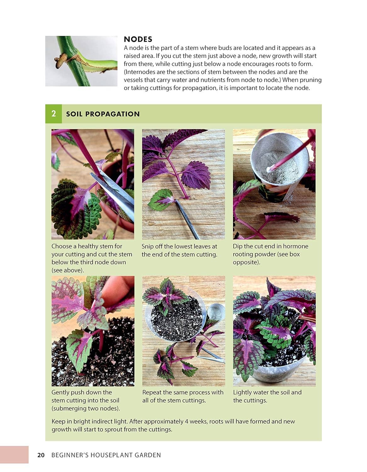 Beginner's Houseplant Garden - Top 40 Choices for Success