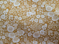 Chelsea Garden – Golden Tonal Floral