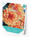 Peach Dahlias Pre-Framed Kit - 17.7" x 13.8"
